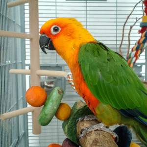 pet bird in Dallas, Texas home
