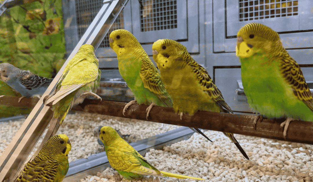 Caring for Exotic Pets in Dallas: Snakes, Birds, Ferrets, and Sugar Gliders