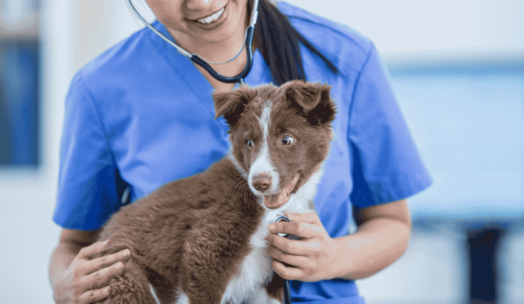 Species-by-Species Guide: How Often Should My Pet See the Vet?