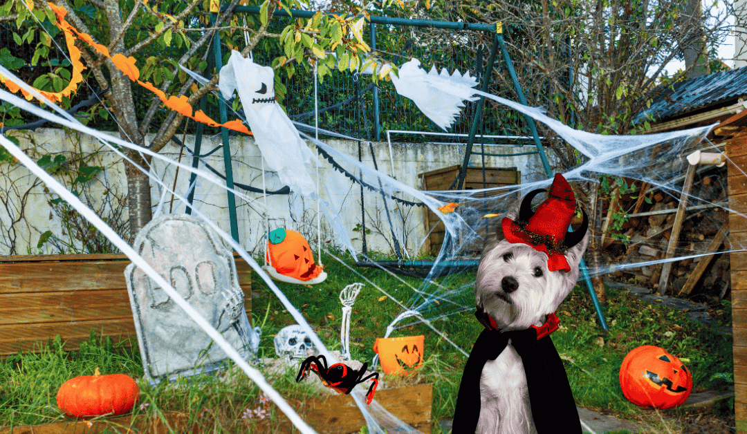 Halloween Pet Costumes and Celebrations For Dallas Families