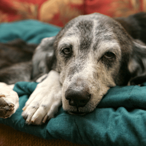 old dog in the care of PCPSI pet sitter in Dallas, Texas