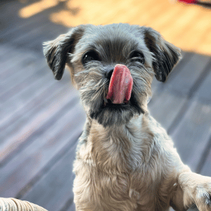 dog begging at table Dallas, TX