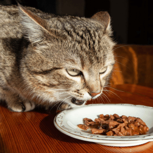 cat eating from a plate in Dallas, Texas