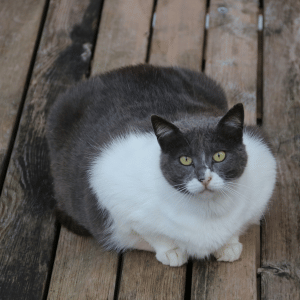 overweight cat in Dallas, Texas