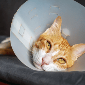 cat with e-collar on in Dallas, Texas home