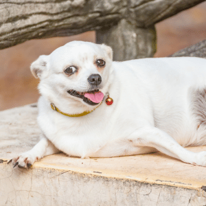 overweight dog in Dallas, Texas