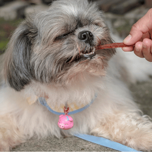 dog in Dallas, Texas eating table scraps