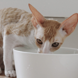 cat drinking from a bowl in Dallas, Texas