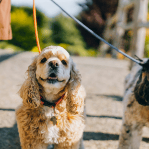 dog walking with PCPSI dog walker in University Park, Texas