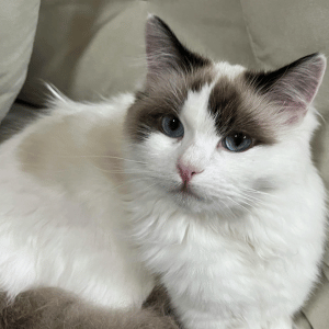 senior cat care Dallas, Texas 