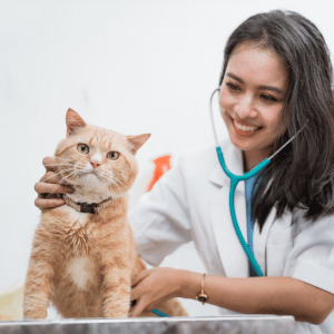 cat at vet in Dallas, Texas
