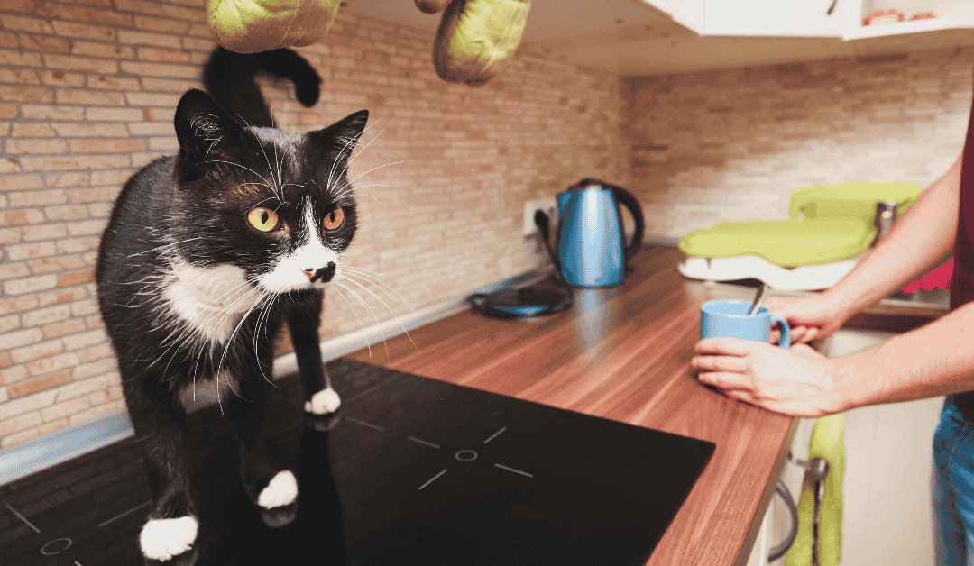 5 Essential Things Every Cat Lover Should Know