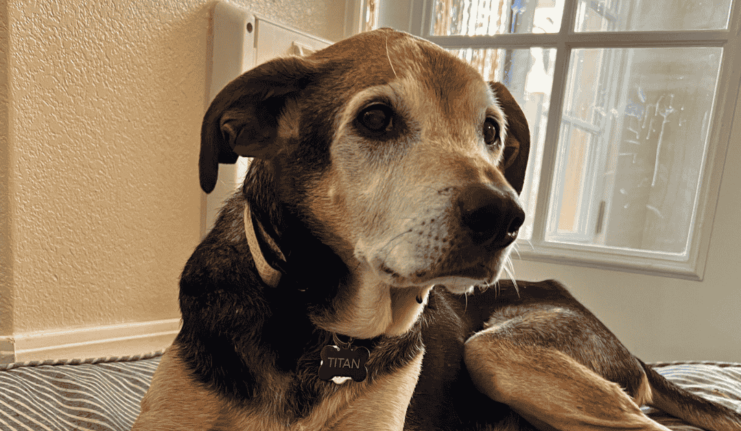 National Senior Pet Month: How Professional Pet Sitters Support Senior Pets