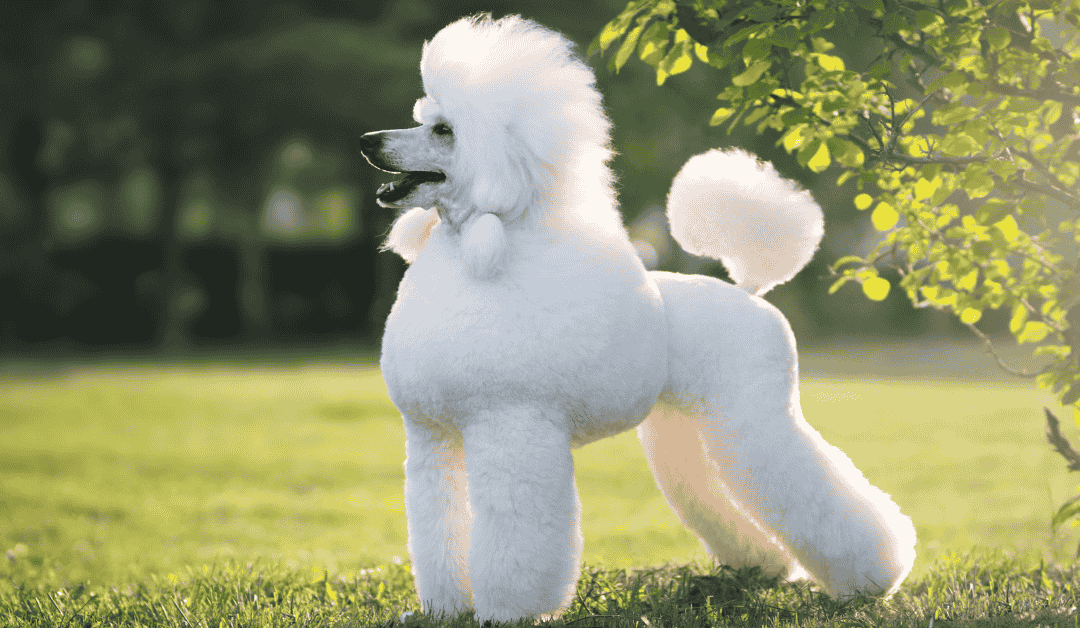 Top 5 Risk Factors for Diabetes in Cats and Dogs