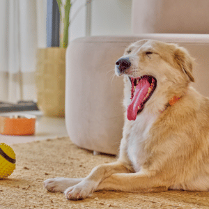 dog yawning in a Dallas home