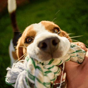 Dallas dog with PCPSI dog walker playing with rope toy