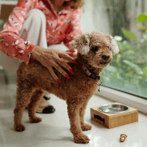 dog being fed by PCPSI pet sitter in a Dallas home