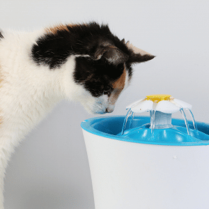 cat at water fountain Dallas Texas