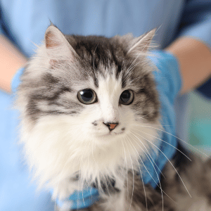 cat at veterinarian in Dallas, TX