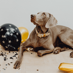 dog in a Dallas home