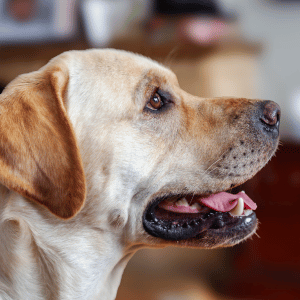 dog in Dallas, Texas home