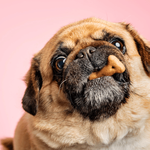 Dallas dog with PCPSI dog walker eating a treat