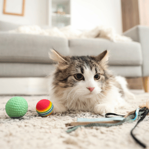 cat playing with cat in Dallas home with PCPSI cat sitter