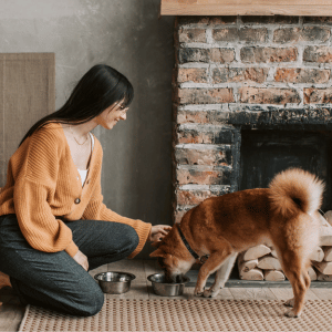 professional pet sitter feeding dog in Dallas, TX