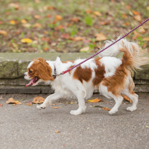 dog walking with PCPSI dog walker in University Park, TX