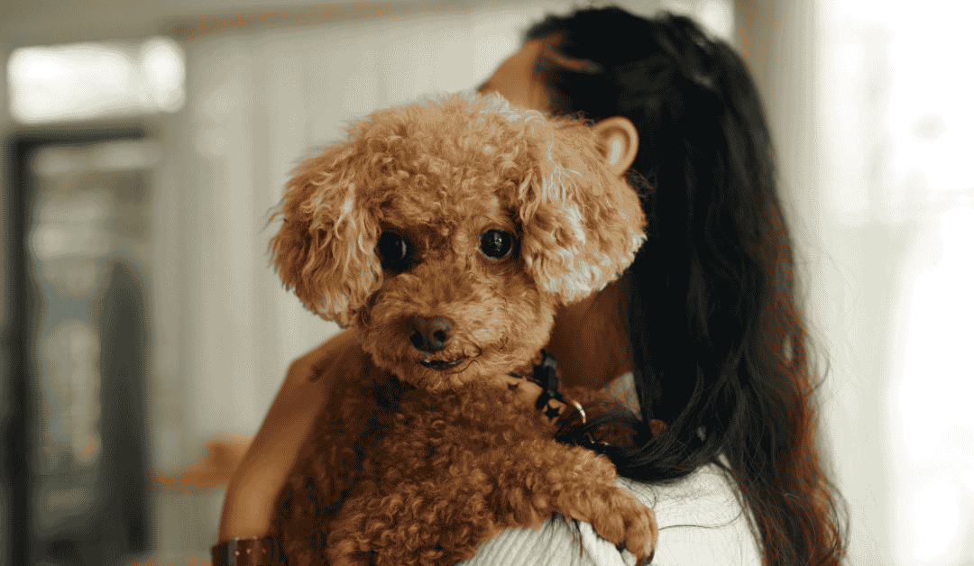 Can Friends and Neighbors Replace Professional Pet Sitters?