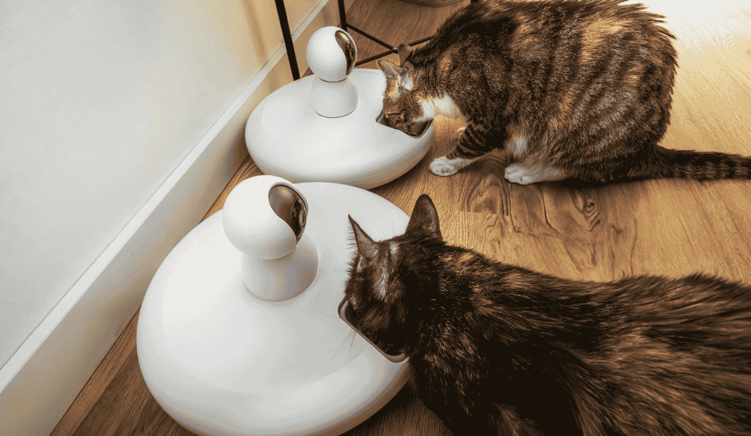 Why Pet Gadgets Can’t Replace a Professional Pet Sitter