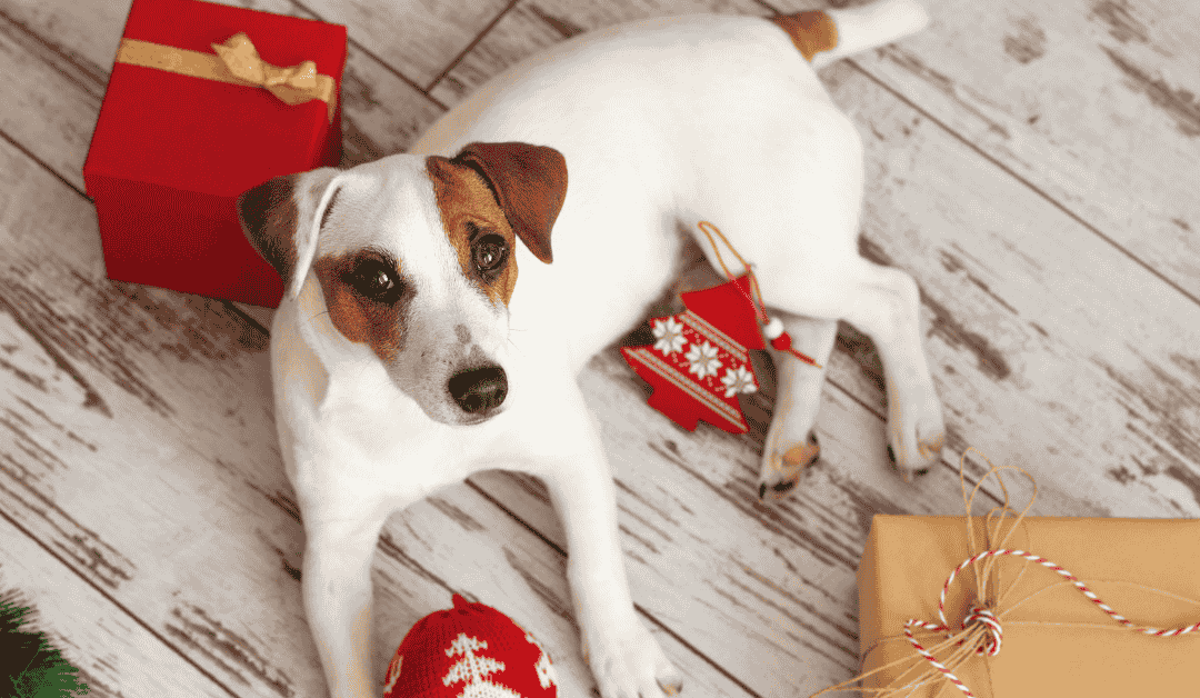Top 3 Pet Gifts That Can Land Pets in a Dallas Emergency Vet