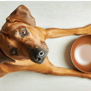 dog with empty food bowl support dallas pet pantries
