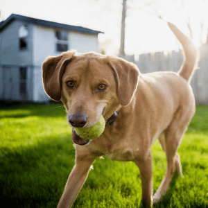 why dog walks beat backyard time dog playing in yard in Dallas, TX