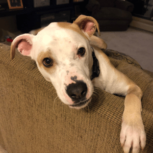 dog on couch in Dallas, TX waiting for a dog walk