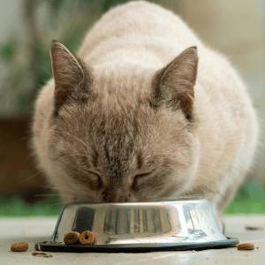 cat eating from bowl in Dallas, TX