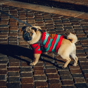 dog walking in Dallas, TX