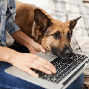 dog in Dallas, TX waiting for a dog walk