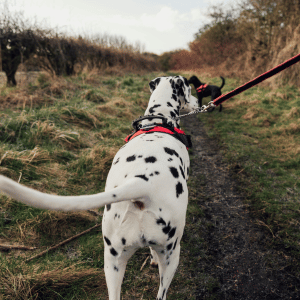 dog walker and pet sitter PCPSI. INC