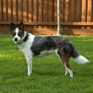 why dog walks beat backyard time dog waiting for walk with PCPSI in Dallas, Texas
