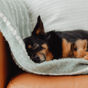 dog in Dallas home on couch