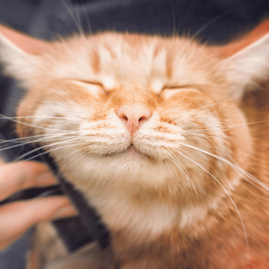 happy cat with cat sitter in Dallas, TX