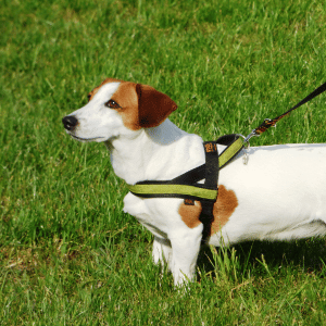 dog on leash on dog walk with PCPSI in Dallas, TX