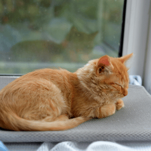 cat near window in Dallas home