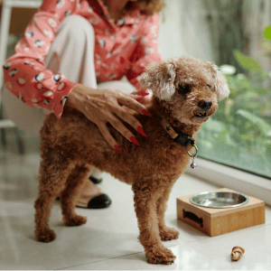dog sitter feeding dog in Dallas, TX