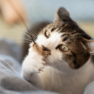 cat playing with cat sitter in Dallas, TX