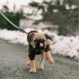 dog on walk in Dallas, TX snow storm