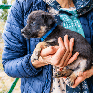 dallas animal shelter volunteer with dog