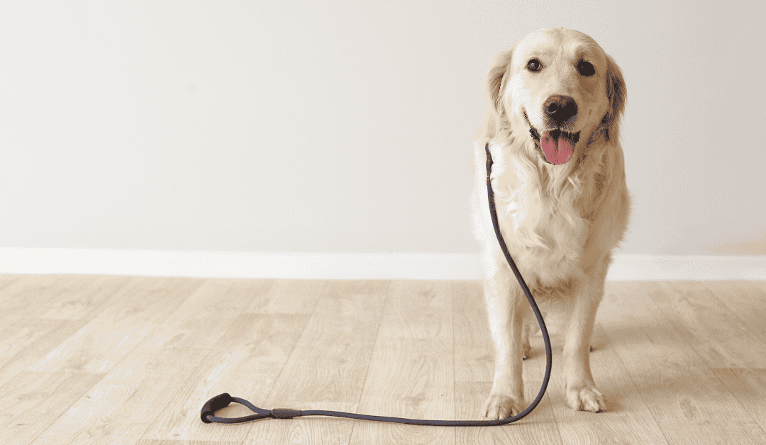 Walk Your Dog Month: Why Dog Walks Beat Backyard Time