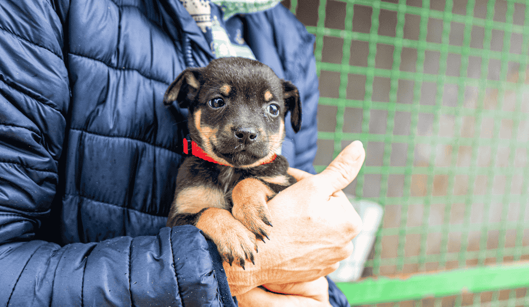 How Freezing Temperatures Impact Pets’ Health